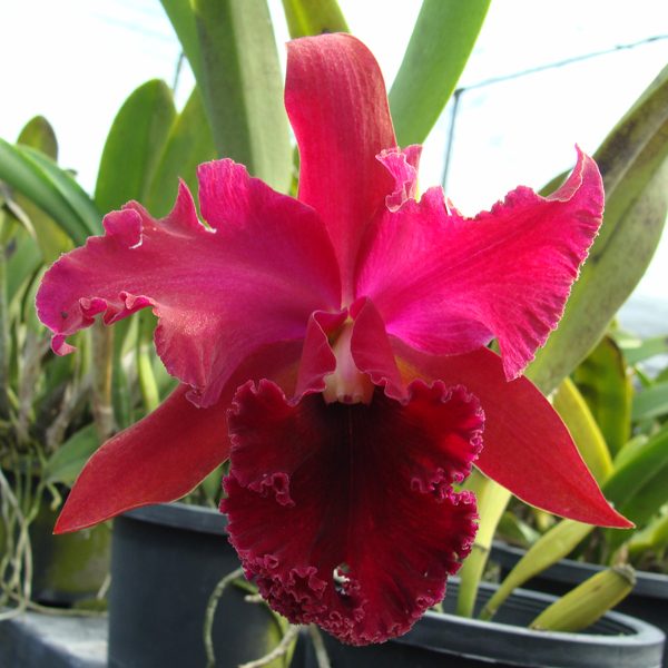 Brassolaeliocattleya Chia Lin 'New City' AM/AOS orchid, flower number SC43