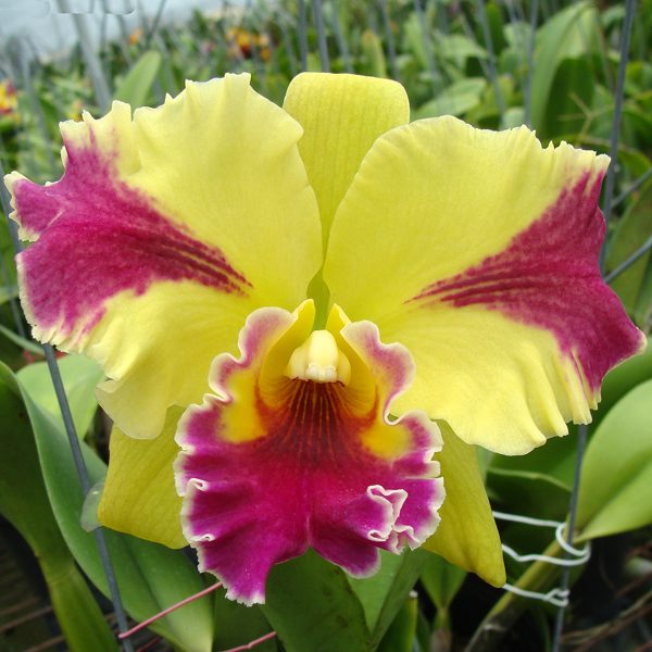 Brassolaeliocattleya Hwa Yuan Grace 'King Cat' orchid, flower number SC48