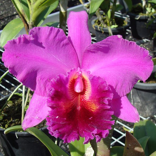 Brassolaeliocattleya Lucky Strike 'Golden Ring' AM orchid, flower number SC51