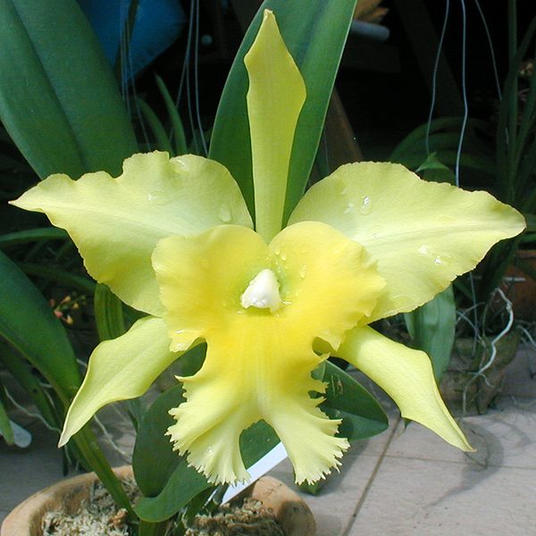 SC52 · Brassolaeliocattleya Port of Paradise ‘Emerald Isle’ FCC/AOS