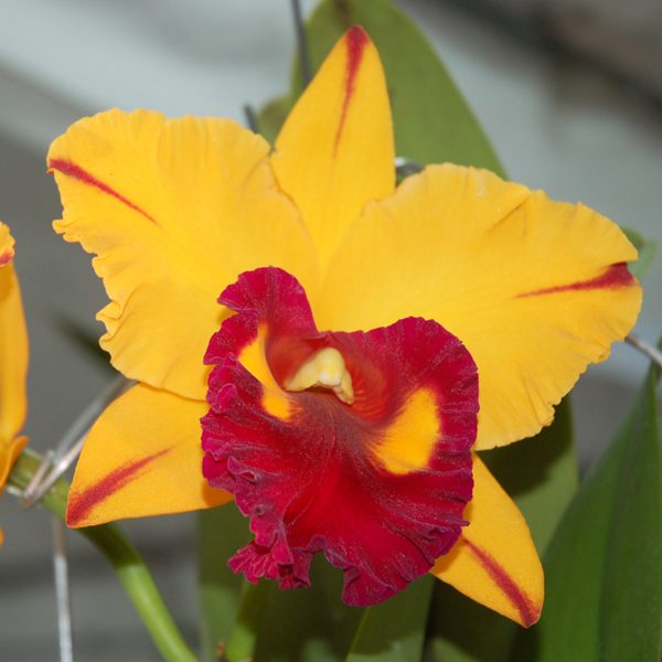 Brassolaeliocattleya Tainan City 'Canary' orchid, flower number SC54