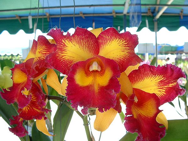 Brassolaeliocattleya Taiwan Queen 'King's Monkey' HCC/AOS orchid, flower number SC55