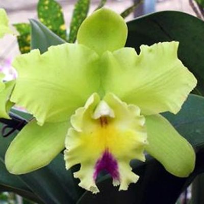 Brassolaeliocattleya Three Suns 'Green Fantasy' AM/OSROC orchid, flower number SC56