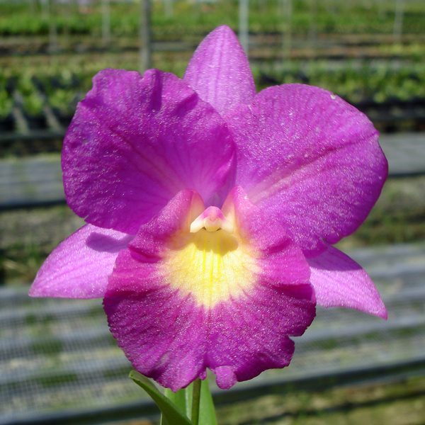 Cattleytonia Starrlyn 'Butterfly' orchid, flower number SC62