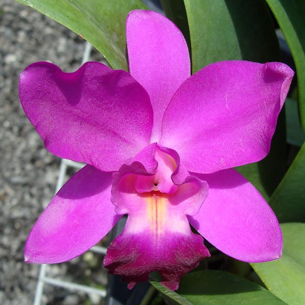 SC67 · Laeliocattleya Varut Valentine
