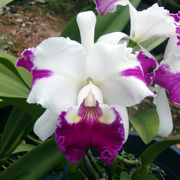 SC69 · Laeliocattleya White Spark ‘Panda’