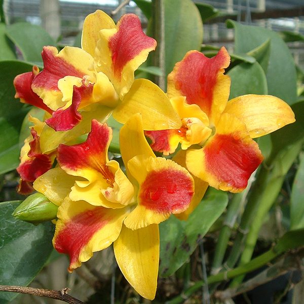 SC70 · Potinara Burana Beauty