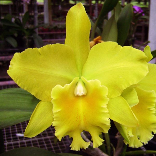 SC71 · Potinara Haw Yuan Gold ‘Yk#2’ GC/WOC 99