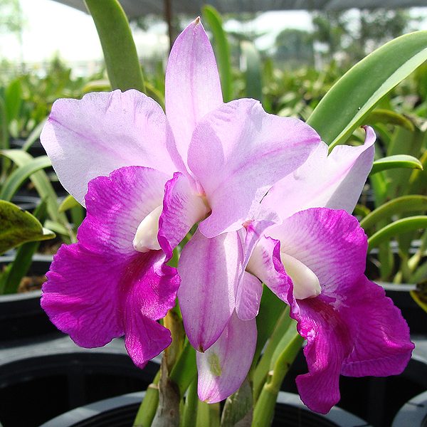 SC76 · Laeliocattleya Mem Robert Strait ‘Carmela’
