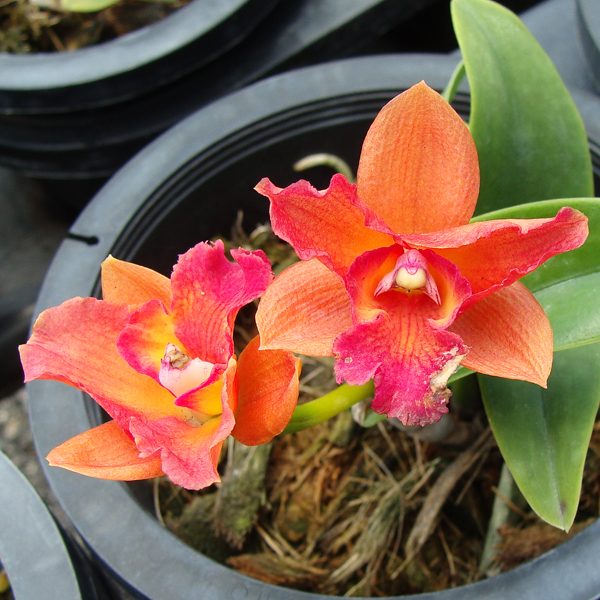 SC77 · Laeliocattleya Loog Tone × Epi Don Hermann
