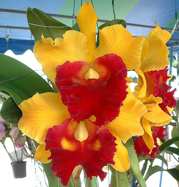 Brassolaeliocattleya Chunyeah '#17' orchid, flower number SC78