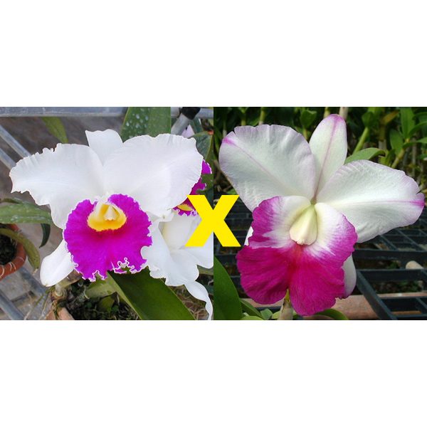 SC79 · Laeliocattleya Longriver Compton × Lc Robert Strait