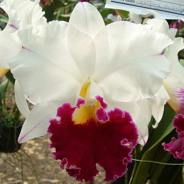SC80 · Laeliocattleya Chyong Guu Swan ‘Ruby Lip’ AM/OSROC