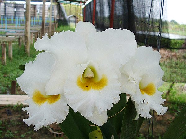 Brassolaeliocattleya White Diamond 'Sang Sa-ngon' AM orchid, flower number SC81