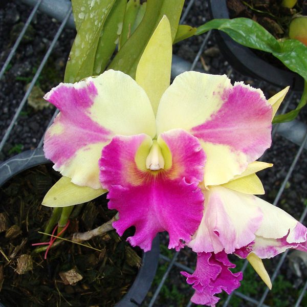 Brassolaeliocattleya Kat Red Panda 'Dragon Cat' orchid, flower number SC83