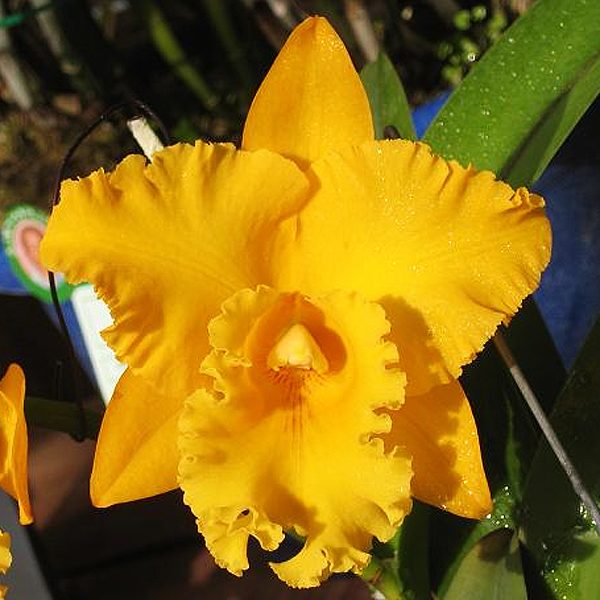 Brassolaeliocattleya Shinfong Luohyang 'Golden King' orchid, flower number SC84