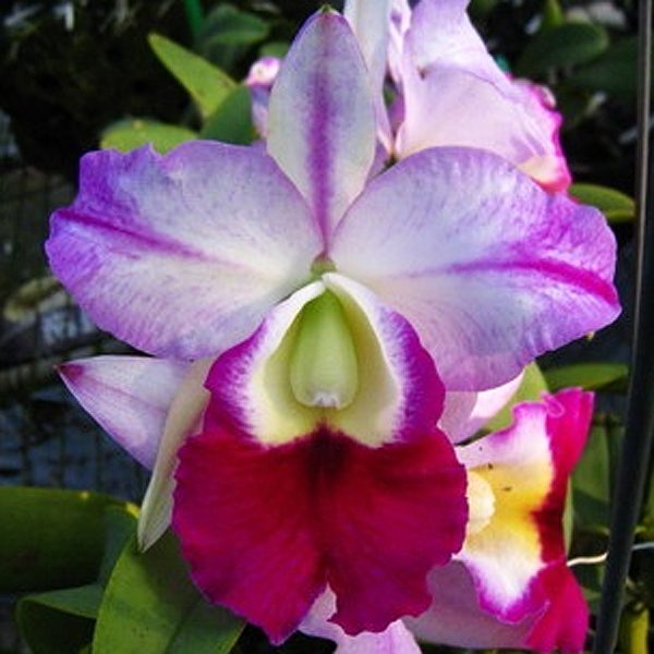 Brassolaeliocattleya Memoria Anna Balmores orchid, flower number SC85