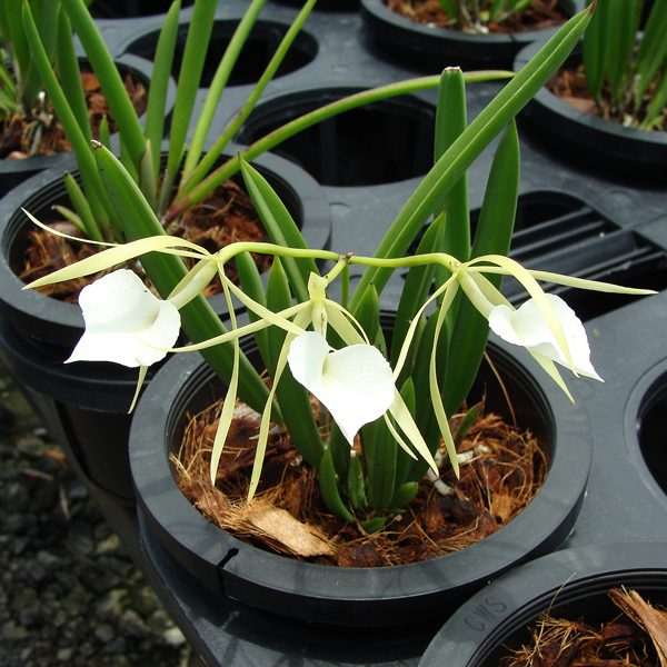 SC86 · Cattleya Nodosa ‘Fulford’