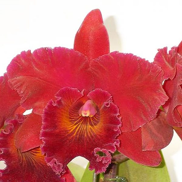SC87 · Potinara Shinfong Beauty ‘King of Red’