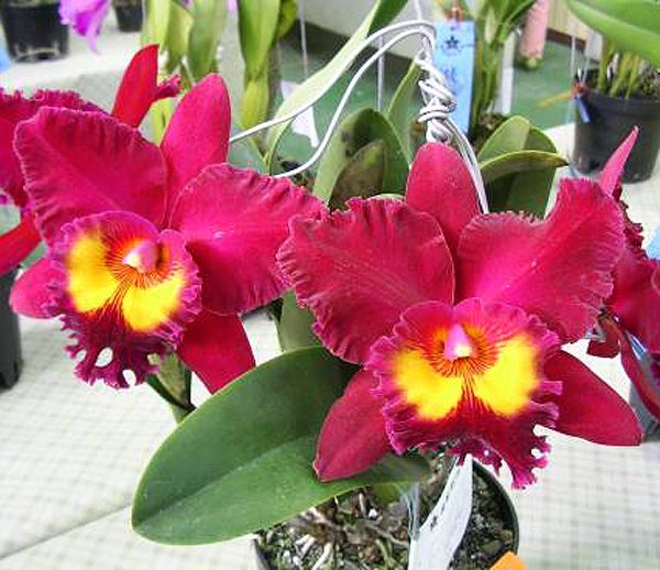 Brassolaeliocattleya San Yang Ruby 'New Beauty' orchid, flower number SC88