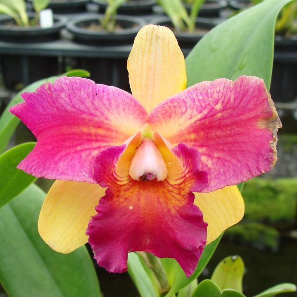 Brassolaeliocattleya Tzeng-Wen Beauty 'Bright' orchid, flower number SC89