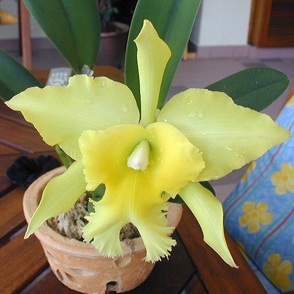 Brassolaeliocattleya Ports of Paradise 'Green King' orchid, flower number SC91