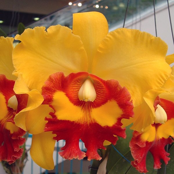 Brassolaeliocattleya Chunyeah 'Good Life #1' orchid, flower number SC93