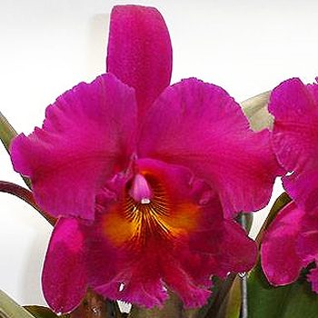 Brassolaeliocattleya King of Taiwan 'Hong Ming' orchid, flower number SC95