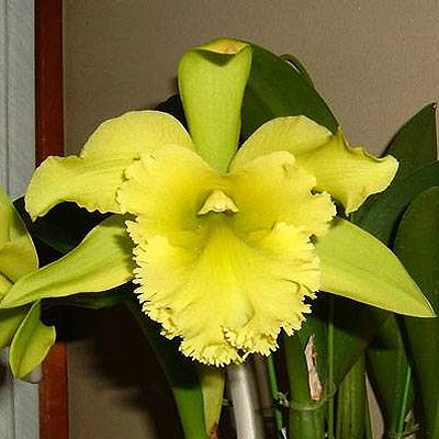 SC96 · Brassolaeliocattleya Ports of Paradise ‘Glencryrie’s Green Giant’