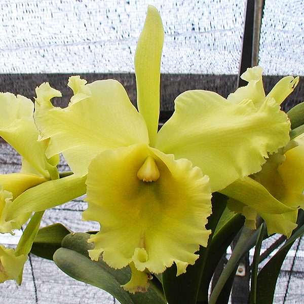 SC97 · Brassolaeliocattleya Ports of Paradise ‘Green King’