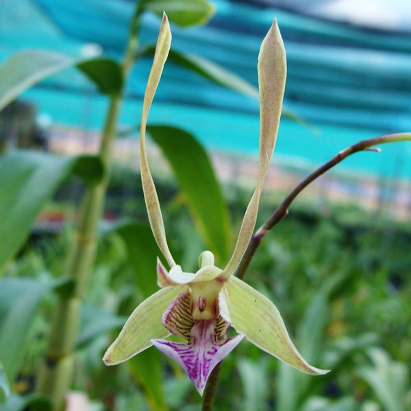 Dendrobium species bicaudatum orchid, flower number SD02