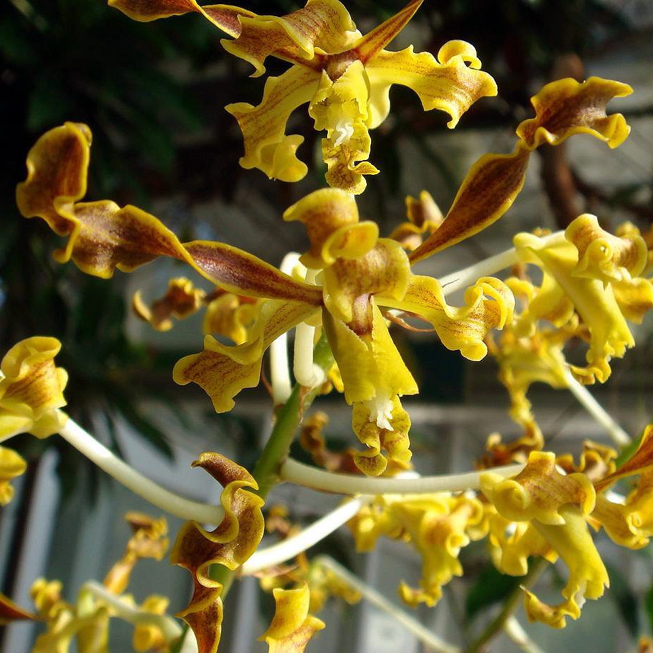 SD03 · Dendrobium species discolor