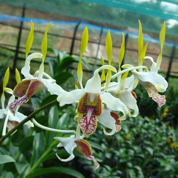Dendrobium species stratiotes orchid, flower number SD05