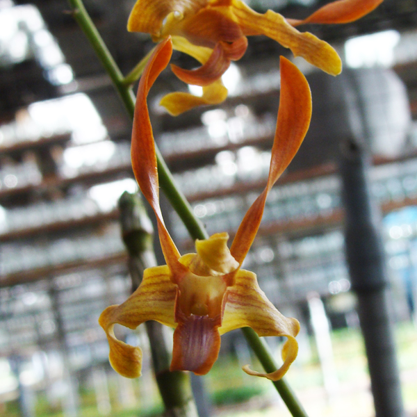 Dendrobium species tangerinum orchid, flower number SD07