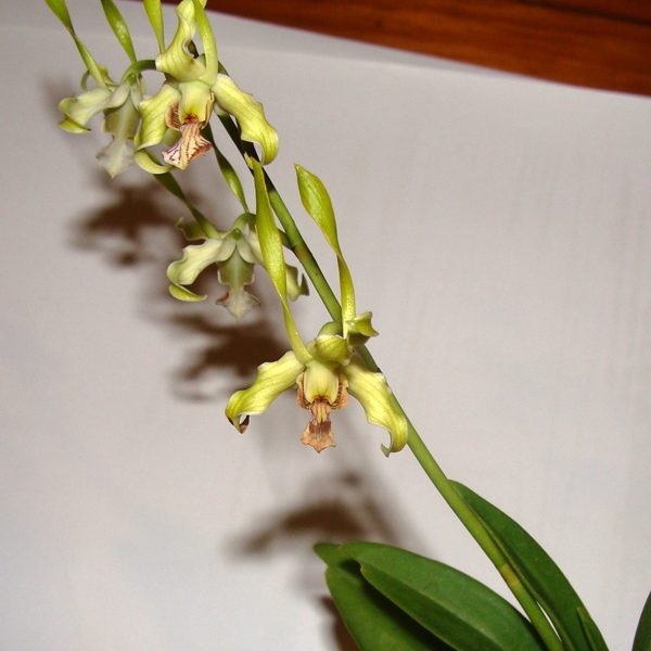 Dendrobium species antennatum orchid, flower number SD14