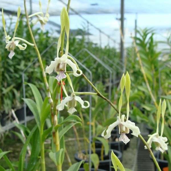 Dendrobium species strebloceras 'green' orchid, flower number SD18