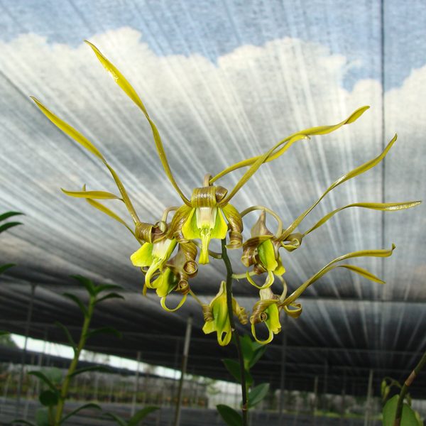 Dendrobium species sutiknoi orchid, flower number SD22