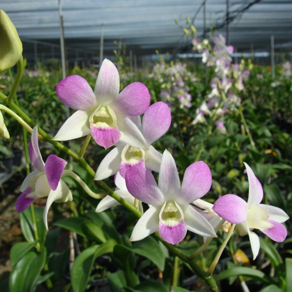 Dendrobium Lusian Pink orchid, flower number SD23