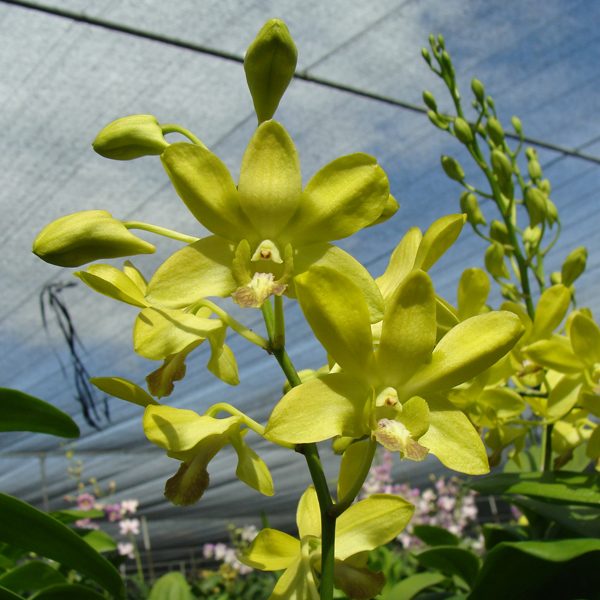 Dendrobium Palolo Sunshine × Burana Jade orchid, flower number SD24