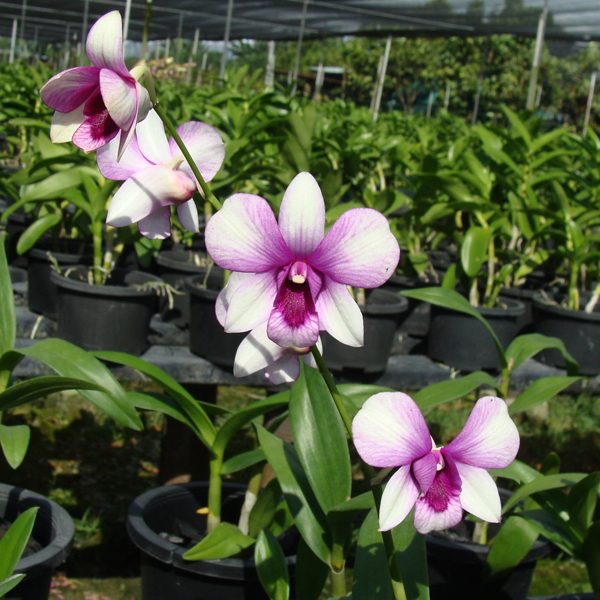 Dendrobium basics: how to keep these orchids flowering