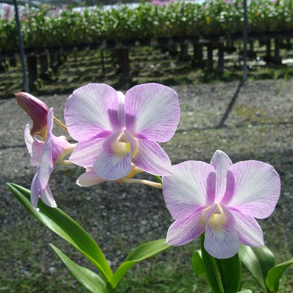 Dendrobium Burana Sweet orchid, flower number SD26