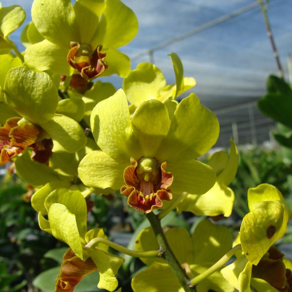 Dendrobium Burana Jade orchid, flower number SD27