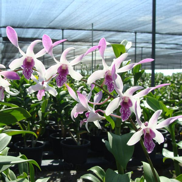 Dendrobium Caesar orchid, flower number SD28