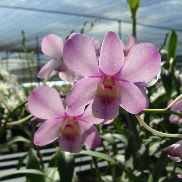 Dendrobium Shavin Pink orchid, flower number SD29