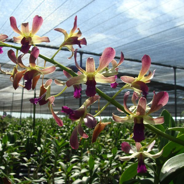 Dendrobium Ginny Kirkwood × D New Horizon × Uliwan orchid, flower number SD30