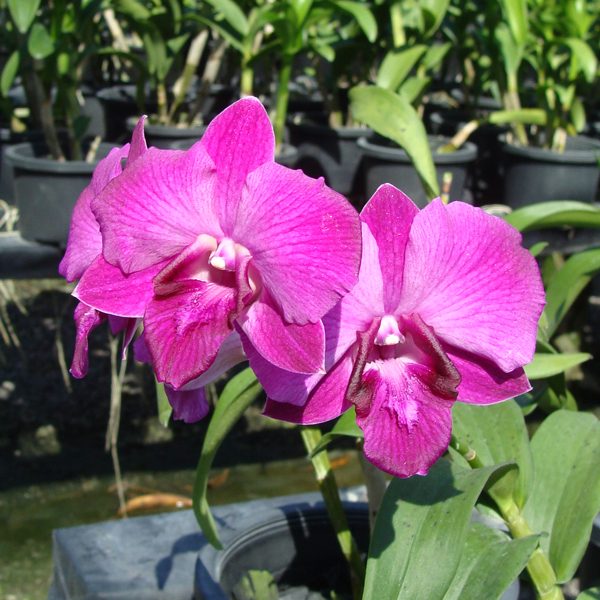 SD31 · Dendrobium Bom 28 × Udomsri