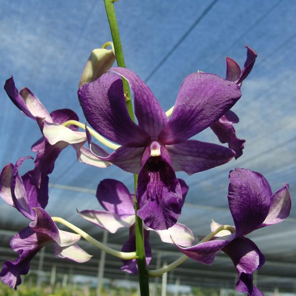 Dendrobium Isumi Wasaki 'Blue' orchid, flower number SD32