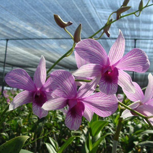 Dendrobium Mike Stripe orchid, flower number SD33