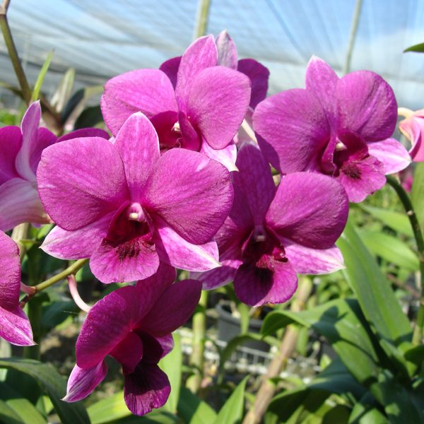 Dendrobium Bobby Mesina × Chao Praya River orchid, flower number SD34