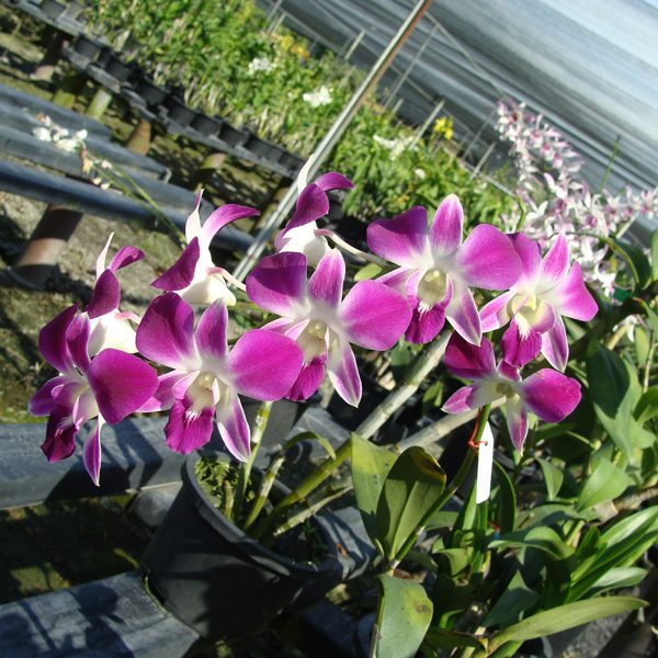 Dendrobium Sonia orchid, flower number SD35